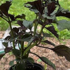 Photo of the plant species Plectranthus 'Velvet Diva' by @ERWells821 named Sigmund on Greg, the plant care app