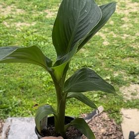 Photo of the plant species Canna Lily by @ERWells821 named Lavender on Greg, the plant care app