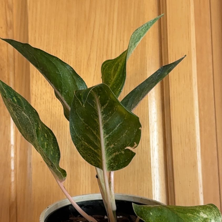 Photo of the plant species Aglaonema by @ERWells821 named Robert Plant on Greg, the plant care app