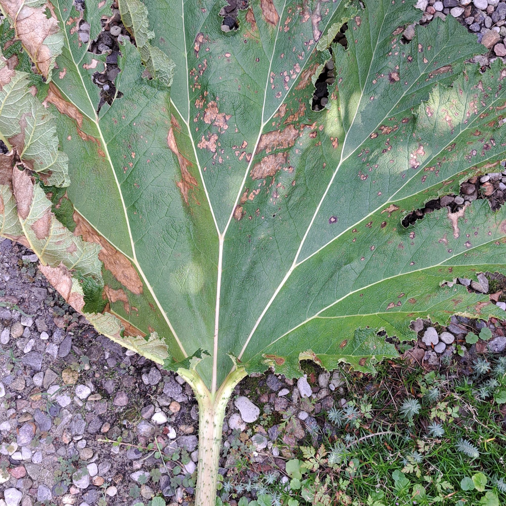 Photo of the plant species Giant Rhubarb by @YesBlackbryony named Lola on Greg, the plant care app