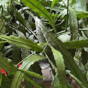 Photo of the plant species Cactus Orchid by @HeirPineviolet named Einstein on Greg, the plant care app
