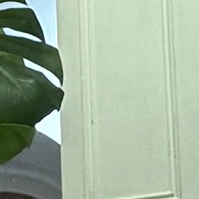 Photo of the plant species Candy Corn Vine by @WinGreenephedra named Candy corn vine on Greg, the plant care app