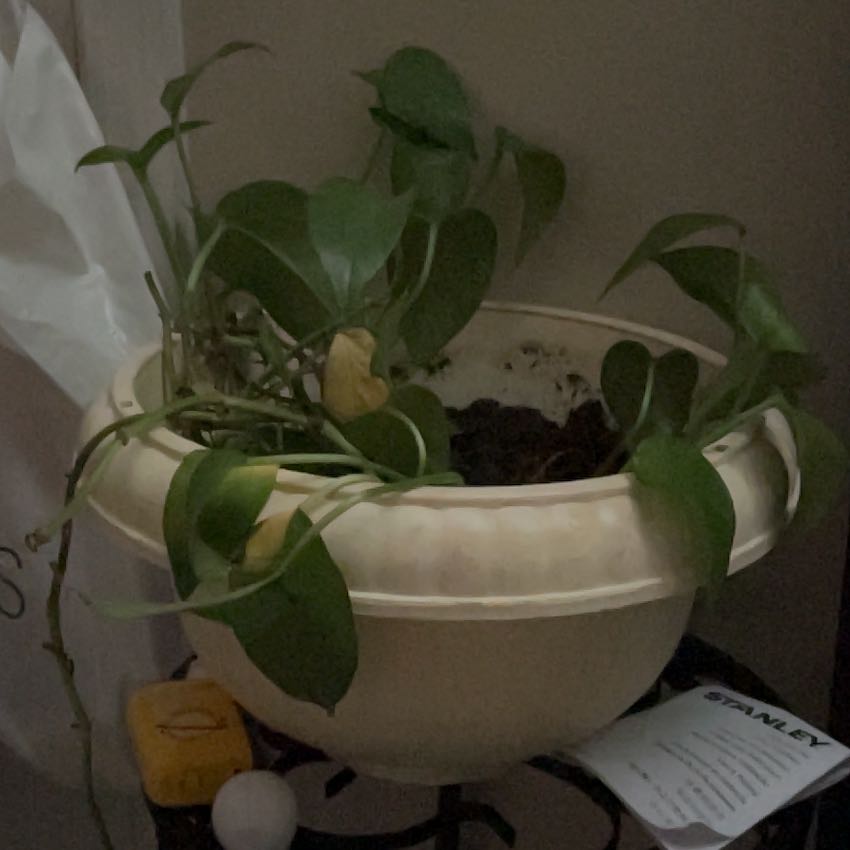 Photo of the plant species Pothos by @YesZzvariegated named Gaga on Greg, the plant care app