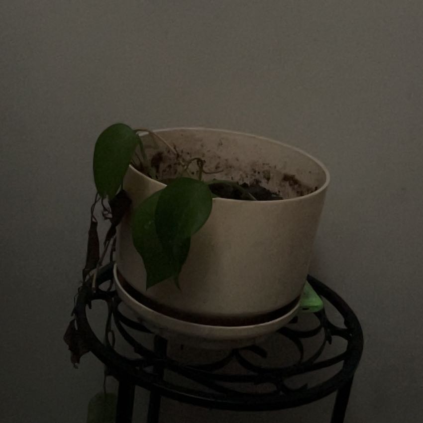 Photo of the plant species Pothos by @YesZzvariegated named Daphne on Greg, the plant care app