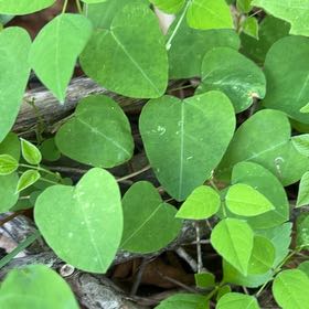 Photo of the plant species American Hogpeanut by @LoyalBluepearl named Lola on Greg, the plant care app