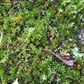 Photo of the plant species Common Smoothcap Moss by @LoyalBluepearl named Ulysses S Plant on Greg, the plant care app