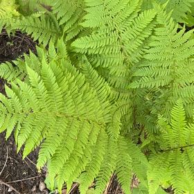 Photo of the plant species Bracken Fern by @LoyalBluepearl named Orwell on Greg, the plant care app