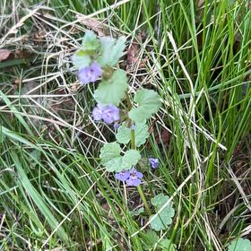 Photo of the plant species Alehoof by @LoyalBluepearl named Dolores on Greg, the plant care app