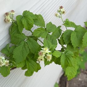 Photo of the plant species Black Raspberry by @LoyalBluepearl named Surya on Greg, the plant care app