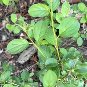 Photo of the plant species Common Buckthorn by @LoyalBluepearl named Xena on Greg, the plant care app
