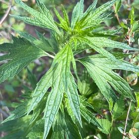 Photo of the plant species Leonurus Cardiaca by @LoyalBluepearl named Pax on Greg, the plant care app