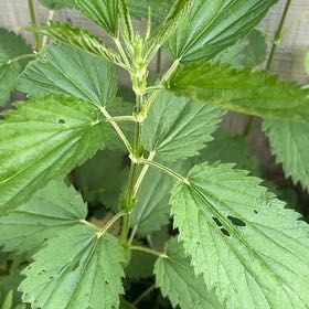 Photo of the plant species Stinging Nettles by @LoyalBluepearl named James Dean on Greg, the plant care app