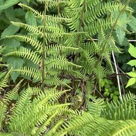 Photo of the plant species Common Ladyfern by @LoyalBluepearl named Gregarious on Greg, the plant care app
