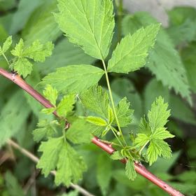 Photo of the plant species Black Raspberry by @LoyalBluepearl named Ronaldo on Greg, the plant care app