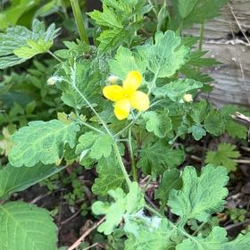 Photo of the plant species Greater Celandine by @LoyalBluepearl named Clooney on Greg, the plant care app
