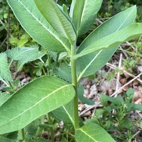 Photo of the plant species Asclepias Syriaca by @LoyalBluepearl named Aristotle on Greg, the plant care app