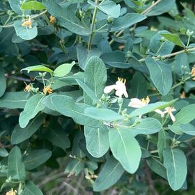 Photo of the plant species Morrow's Honeysuckle by @LoyalBluepearl named Tupot amaroot on Greg, the plant care app