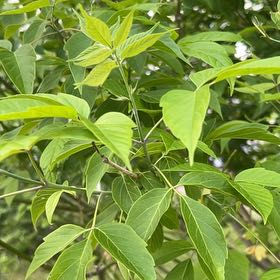 Photo of the plant species Manitoba Maple by @LoyalBluepearl named Lavender on Greg, the plant care app