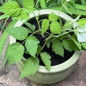 Photo of the plant species Black Raspberry by @LoyalBluepearl named Delilah on Greg, the plant care app