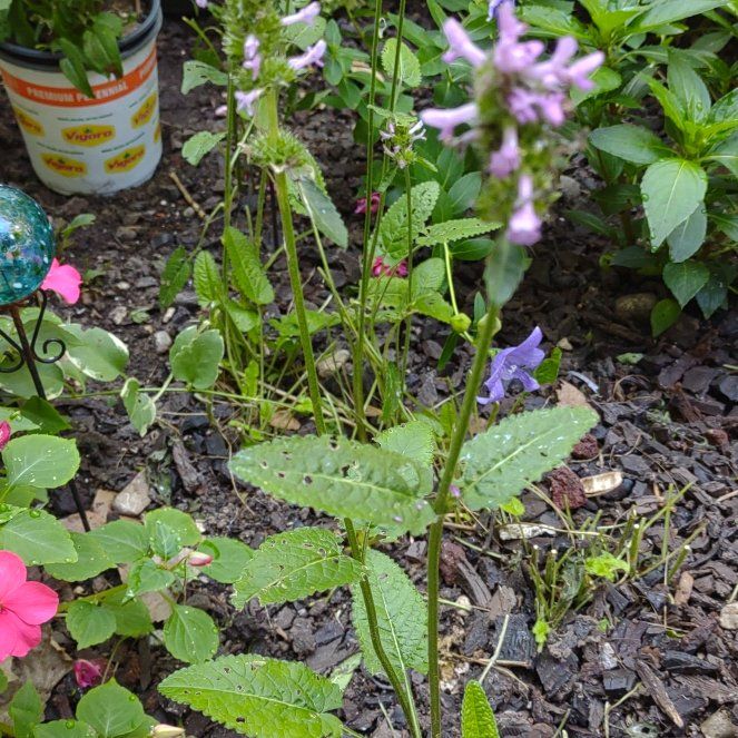 Photo of the plant species Common Hedgenettle by @BusyAgapanthus named Marley on Greg, the plant care app