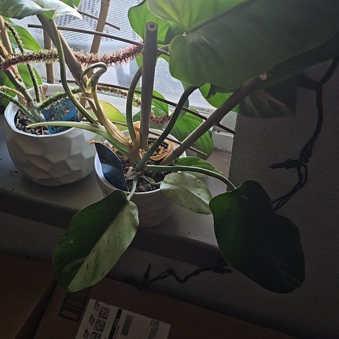 Photo of the plant species philodendron by @Begoniavenosa named Alice on Greg, the plant care app