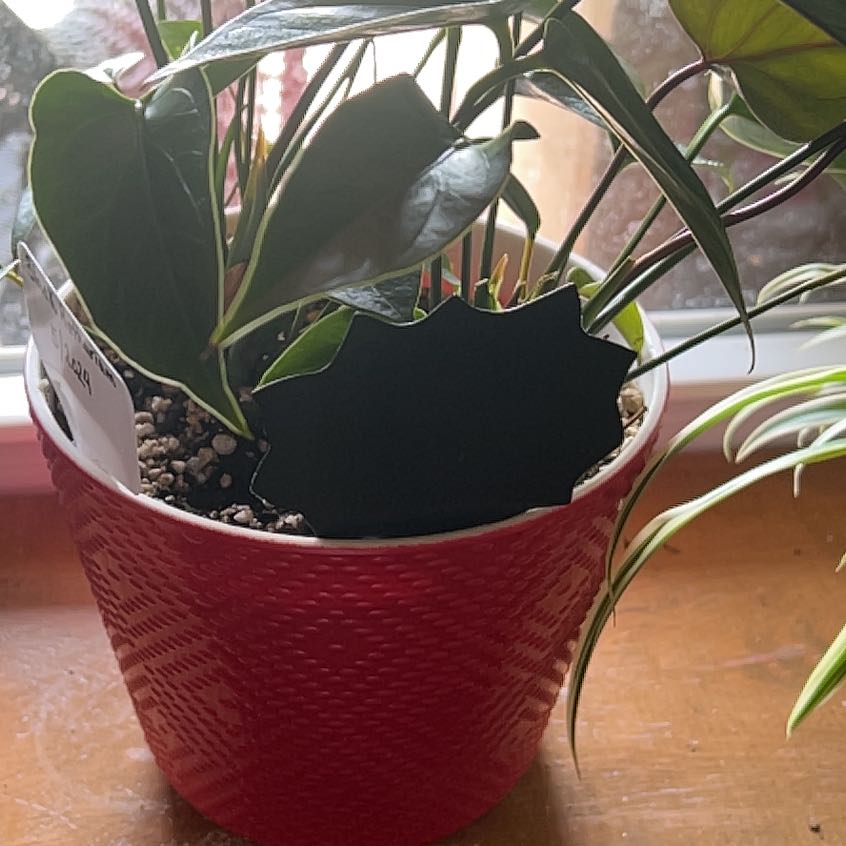 Photo of the plant species Black Anthurium by @BrieByrns named Lebron on Greg, the plant care app