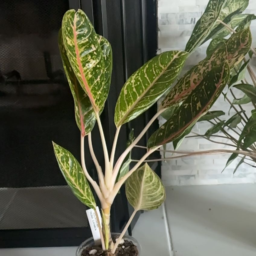 Photo of the plant species Pink Princess Aglaonema by @KeyAutumnonion named Ms Philippines (Greg’s) on Greg, the plant care app