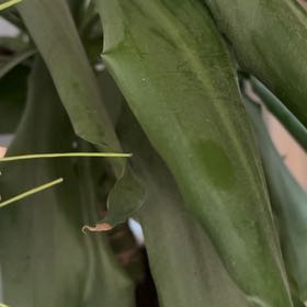 Photo of the plant species Draceana Dragon Tree by @PetRemotesedge named Staubi on Greg, the plant care app
