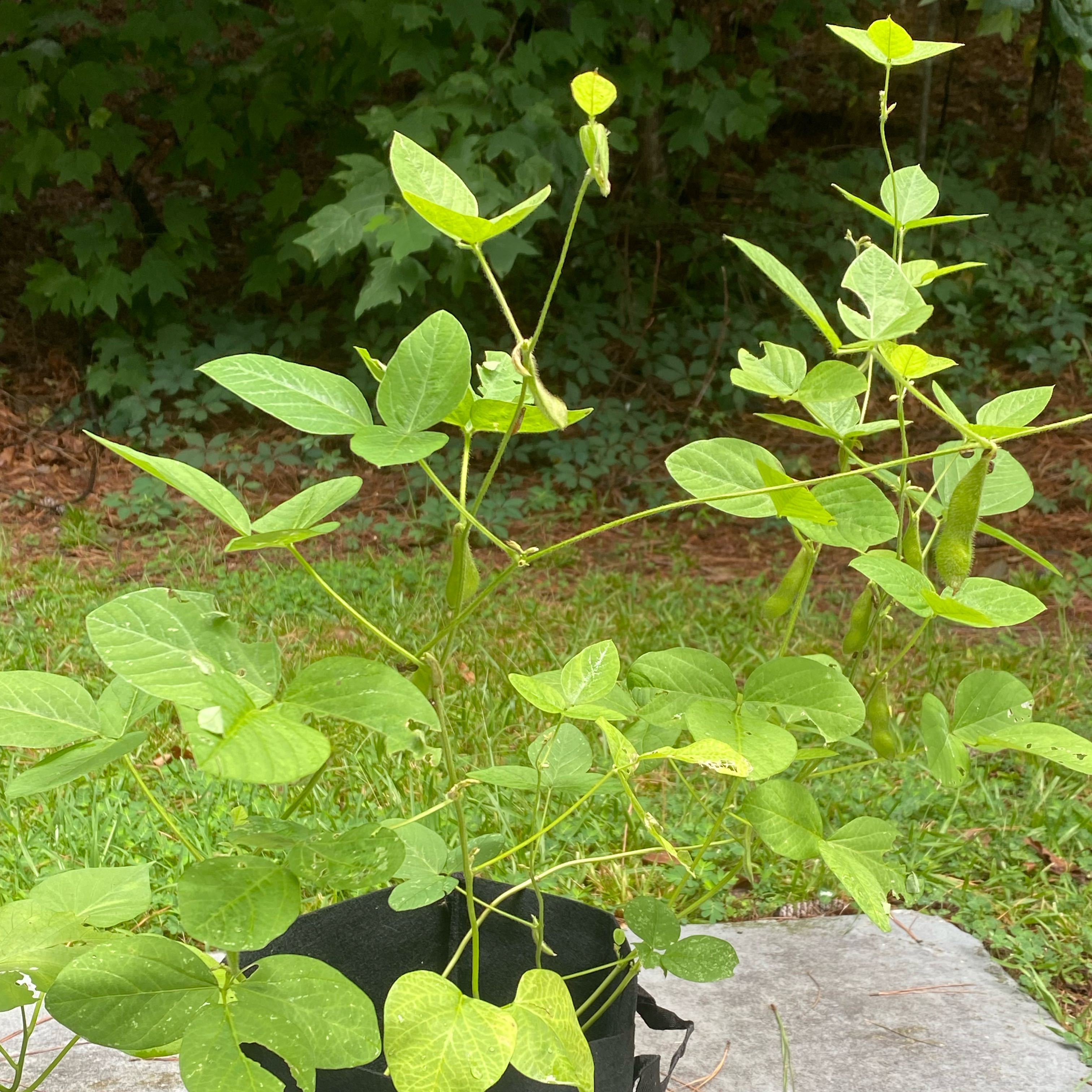 Suno (Giant Midori)