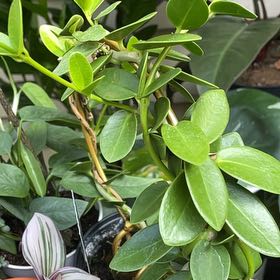 Photo of the plant species Hoya cummingiana sp. Bruno Purworejo by @FineDeerfern named Oscar on Greg, the plant care app