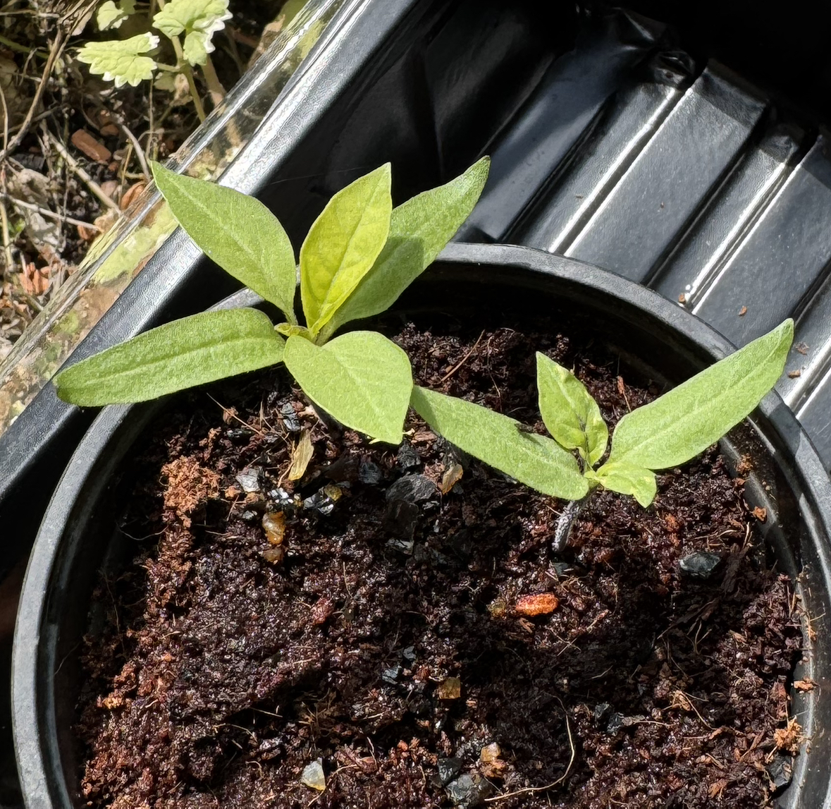 Photo of the plant species Devil's trumpet by @LuxuryGreenice named Waltuh on Greg, the plant care app