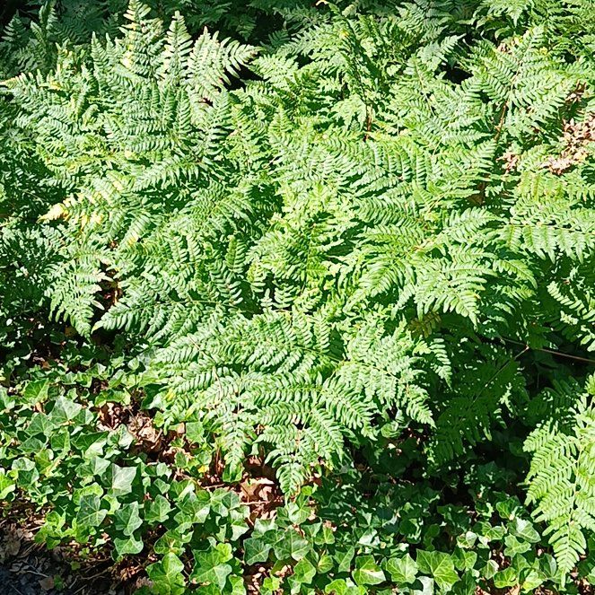 Photo of the plant species Bracken Fern by @BabyAnahaw named Sir Plancelot on Greg, the plant care app