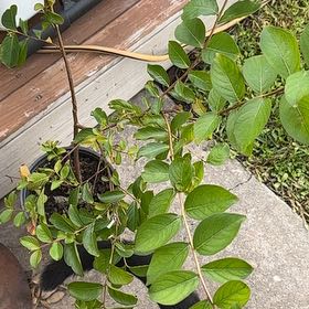 Photo of the plant species Natchez Crape Myrtle by @WelsomeCucumber named Drake on Greg, the plant care app