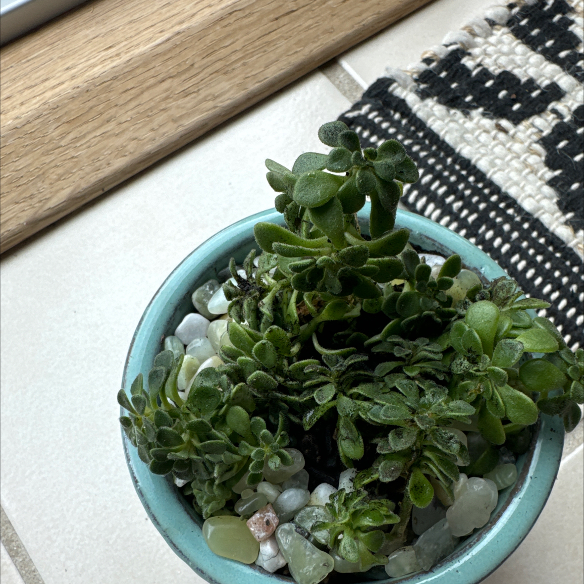 Photo of the plant species Irish Bouquet by @DandyBrowallia named Taylor Swift on Greg, the plant care app