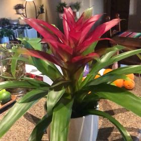Photo of the plant species Guzmania Bromeliad by @RuggedScaldweed named Evogene on Greg, the plant care app