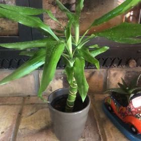 Photo of the plant species Hawai by @RuggedScaldweed named Fran on Greg, the plant care app