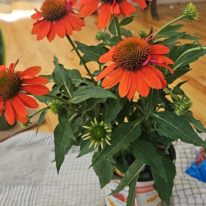 Photo of the plant species Sombrero Coneflower by @HeirBrownspeony named Bella on Greg, the plant care app