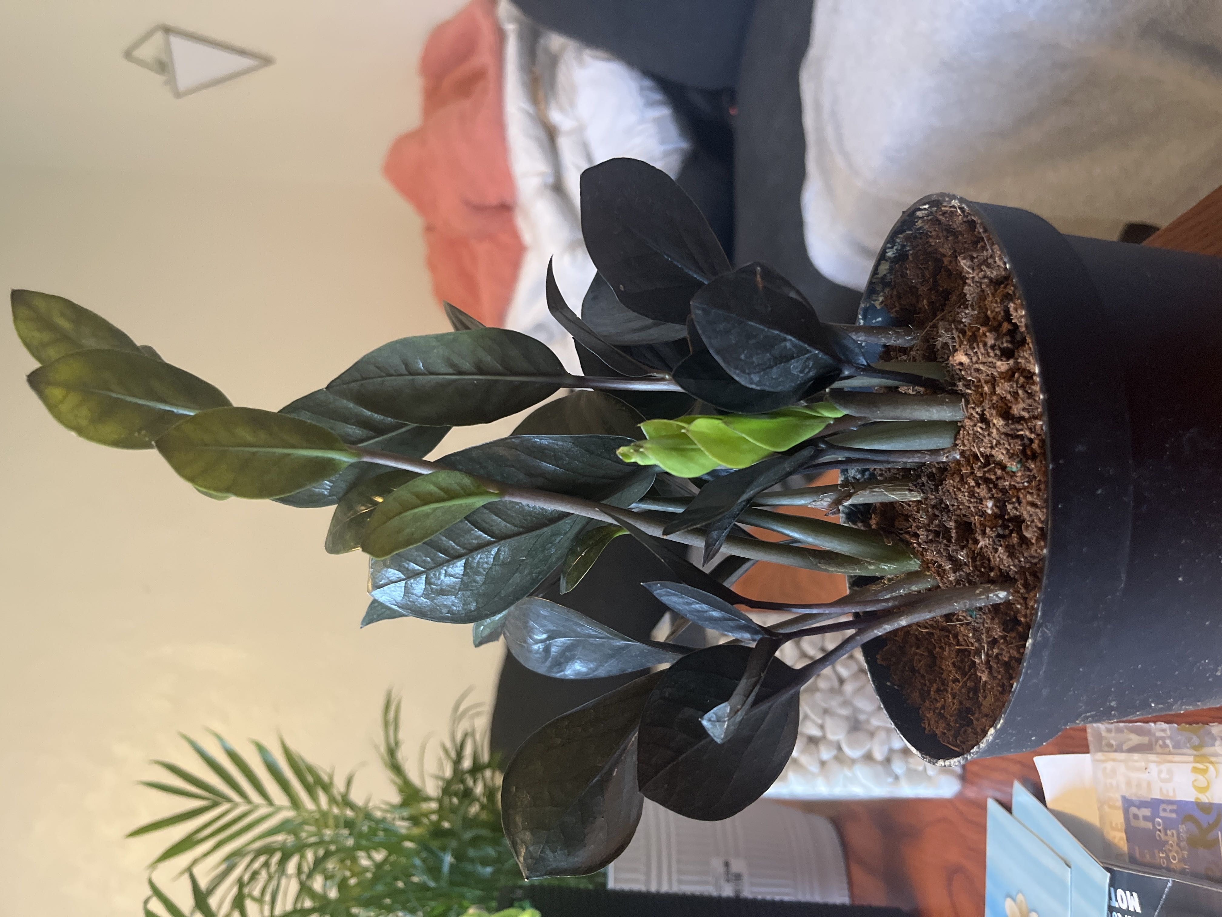 The new Raven ZZ has a new growth! I just know they’re go...