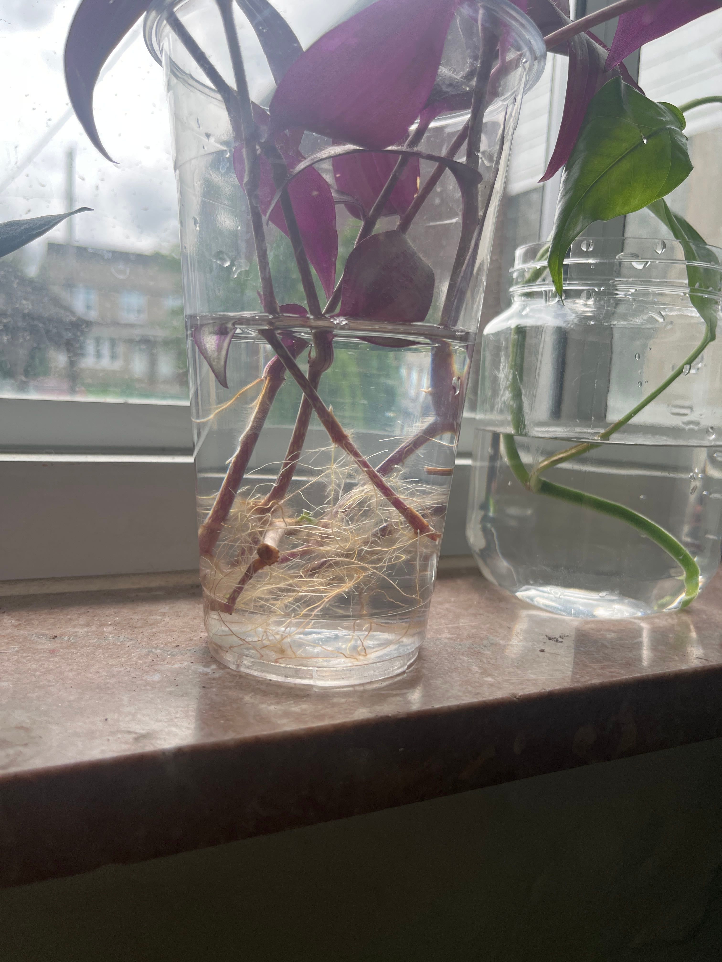 Xolotl A plant by EzriB on Greg