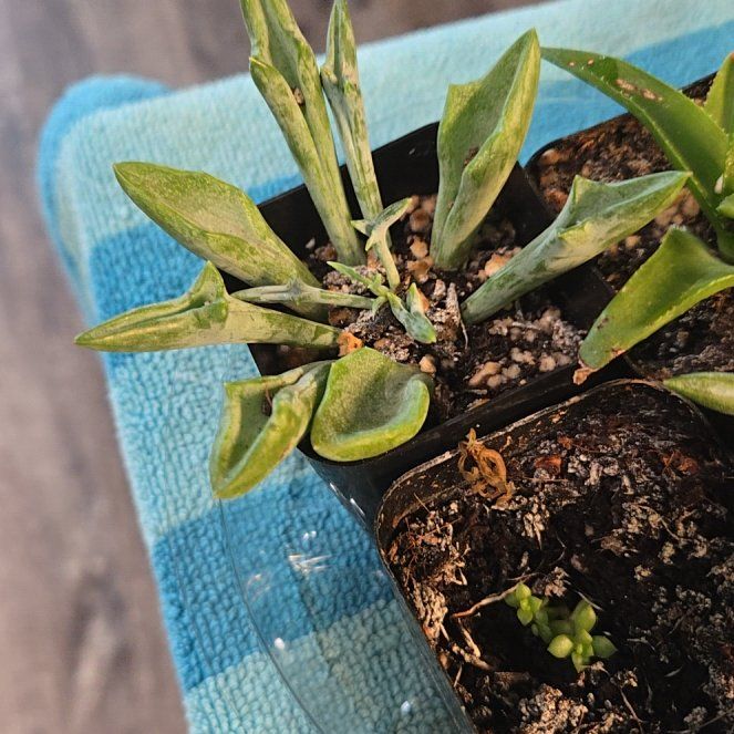 Photo of the plant species Succulent by @YeahOrangemint named Nemo on Greg, the plant care app
