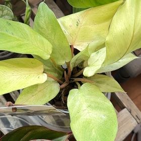 Photo of the plant species Philodendron 'Snow Drift' by @KineticBlueelf named Coco on Greg, the plant care app