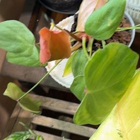 Photo of the plant species Philodendron Lynamii by @KineticBlueelf named Messi on Greg, the plant care app