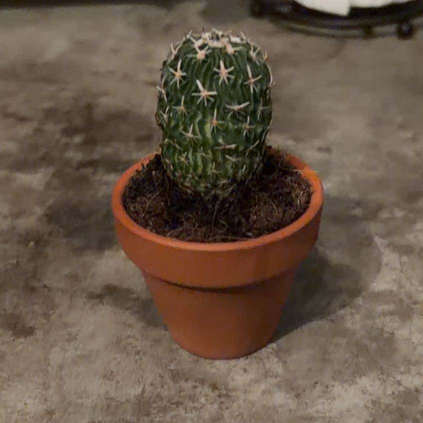 Photo of the plant species Echinofossulocactus Phyllacanthus v. Violaciflora by @SunsetCactus named Ziggy on Greg, the plant care app