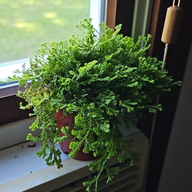 frosty fern Plant Care: Water, Light, Nutrients | Greg App 🌱