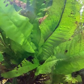 Photo of the plant species Java Fern by @QuemefulKamahi named Fish Food on Greg, the plant care app