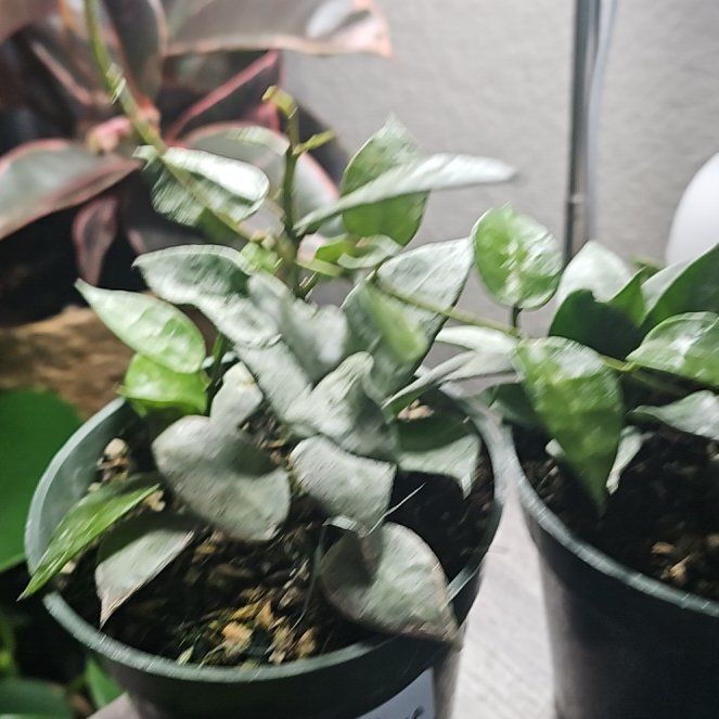 Photo of the plant species Snow Caps Hoya Lacunosa by @QuirkyKurrajong named Sage on Greg, the plant care app