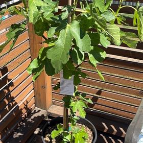 Photo of the plant species LSU Purple Fig by @GoddessChilli named Newton on Greg, the plant care app