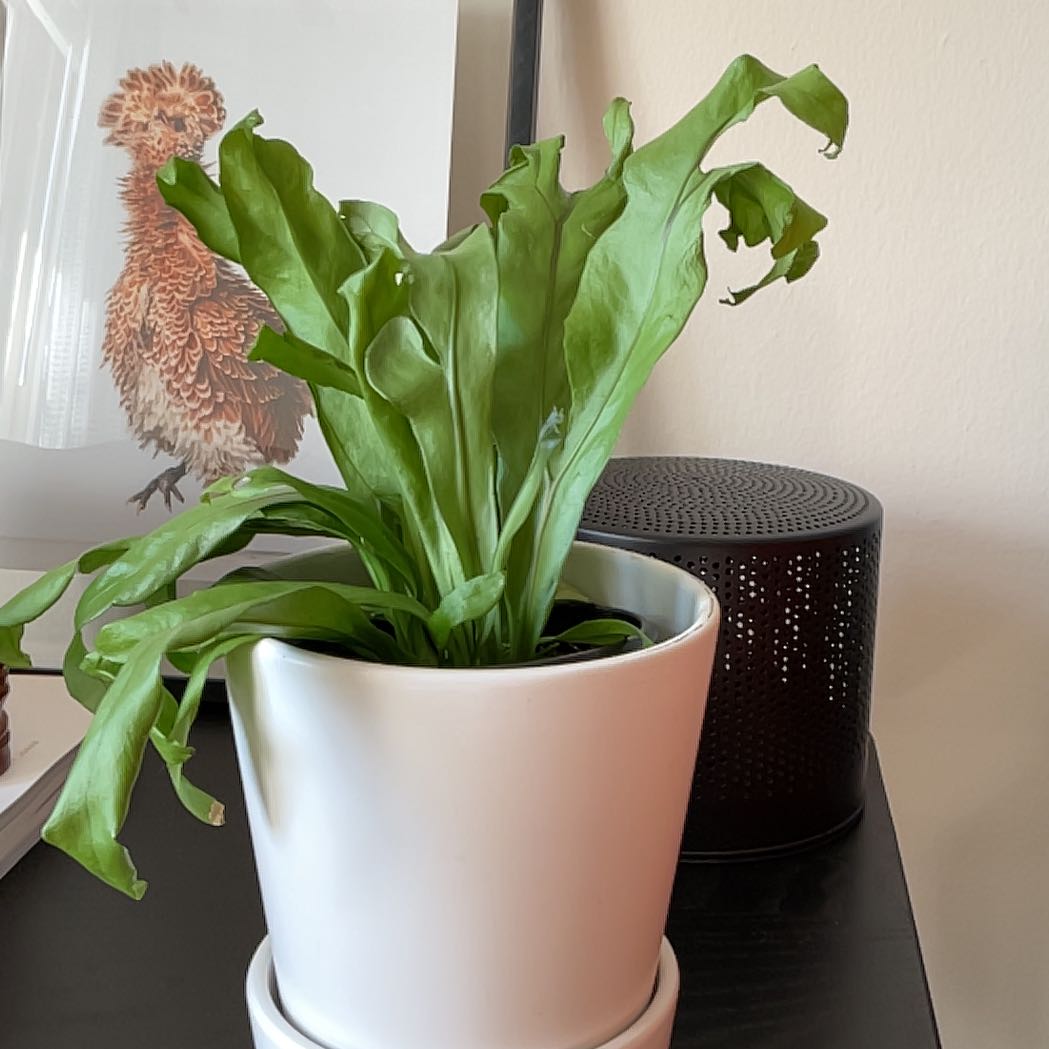 Photo of the plant species Green Flame by @JazzyKohleria named Khaleesi on Greg, the plant care app