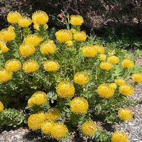 Photo of the plant species Red Pincushion-Protea by @ShowyChincactus named Scarlett on Greg, the plant care app