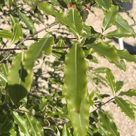 Photo of the plant species Black Matipo by @ShowyChincactus named Peter Parker on Greg, the plant care app